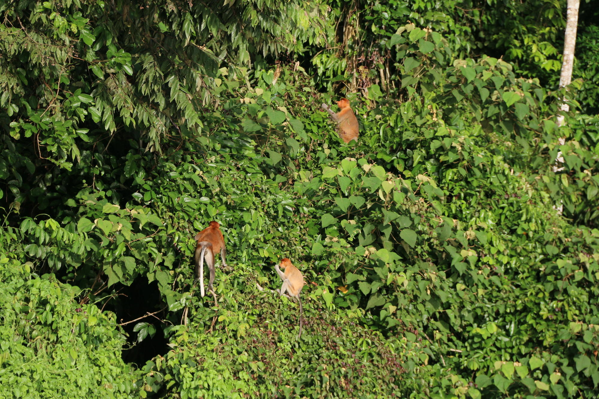 Borneo Natural Sukau Bilit Resort Dış mekan fotoğraf